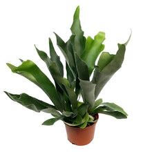 Load image into Gallery viewer, Fern, 6in, Dutch Staghorn