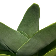 Load image into Gallery viewer, Succulent, 6in, Propeller Plant
