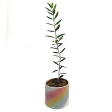 Load image into Gallery viewer, Olive, 4in, Rainbow Ceramic Pot