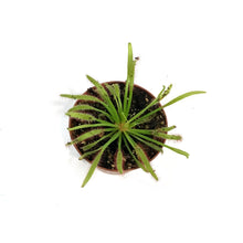 Load image into Gallery viewer, Sundew, 3in, Cape