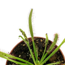 Load image into Gallery viewer, Sundew, 3in, Cape