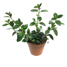 Load image into Gallery viewer, Goldfish Plant, 4in, Gregarius