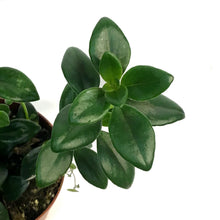 Load image into Gallery viewer, Goldfish Plant, 4in, Gregarius