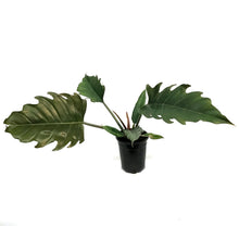 Load image into Gallery viewer, Philodendron, 4in, Caramel Pluto