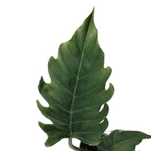 Load image into Gallery viewer, Philodendron, 4in, Caramel Pluto