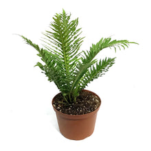 Load image into Gallery viewer, Fern, 6in, Silver Lady