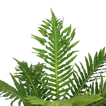 Load image into Gallery viewer, Fern, 6in, Silver Lady