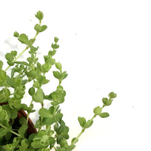 Load image into Gallery viewer, Peperomia, 6in, Deppeana