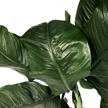Load image into Gallery viewer, Peace Lily, 10in, Sensation