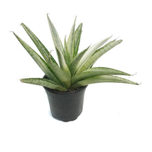 Load image into Gallery viewer, Sansevieria, 4in, Gabriella White