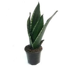 Load image into Gallery viewer, Sansevieria, 4in, Whitney