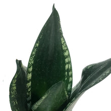 Load image into Gallery viewer, Sansevieria, 4in, Whitney