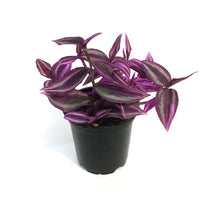 Load image into Gallery viewer, Tradescantia, 4in, Pink Paradise