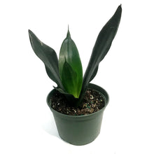 Load image into Gallery viewer, Sansevieria, 6in, Black Dragon