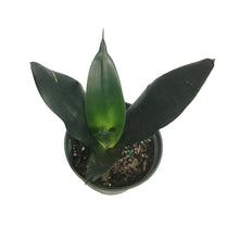 Load image into Gallery viewer, Sansevieria, 6in, Black Dragon