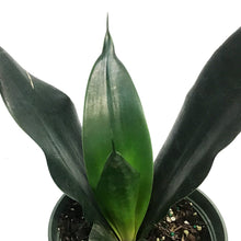 Load image into Gallery viewer, Sansevieria, 6in, Black Dragon