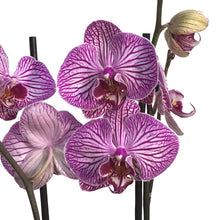 Load image into Gallery viewer, Orchid, 5in Magnifica 1-2 Spike