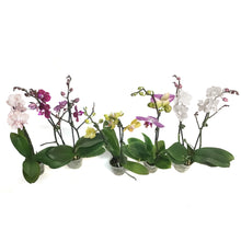 Load image into Gallery viewer, Orchid, 4in,Delight 1-2 Spike