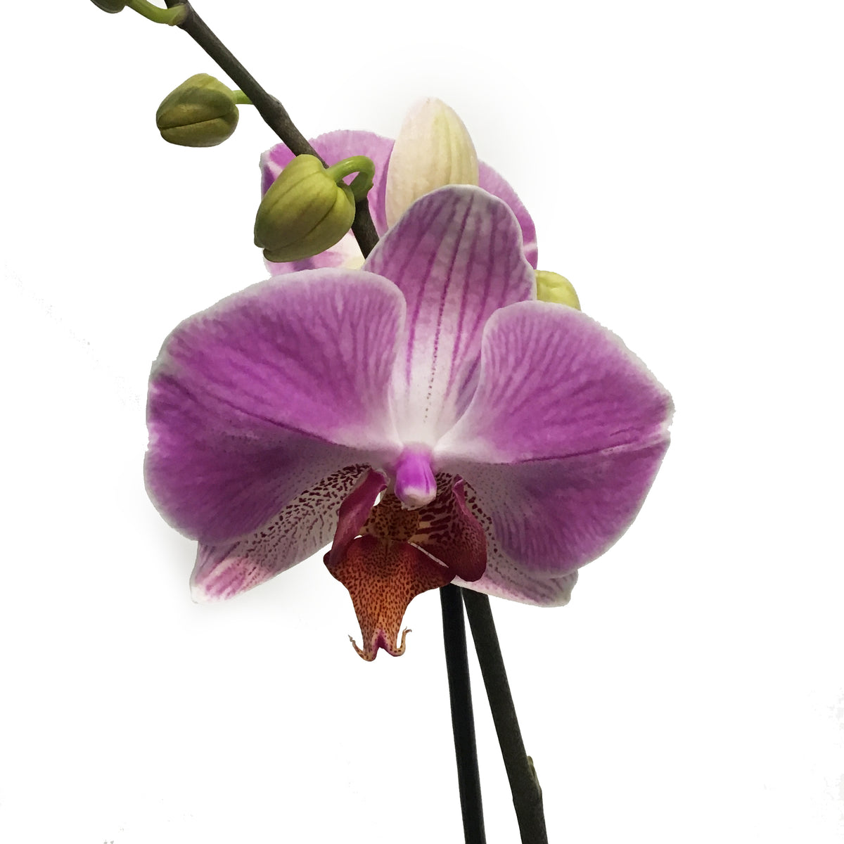 Orchid, 4in,Delight 1-2 Spike