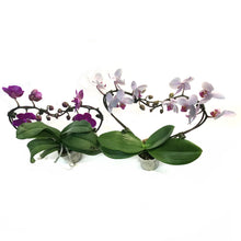 Load image into Gallery viewer, Orchid, 4in, Heart Shaped