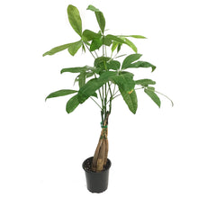 Load image into Gallery viewer, Money Tree, 4.5in, HarleyBraid