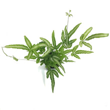 Load image into Gallery viewer, Fern, 3.5in, Ribbon