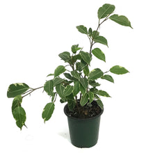 Load image into Gallery viewer, Ficus, 3.5in, Benjamina Variegated