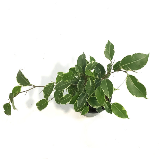 Ficus, 3.5in, Benjamina Variegated