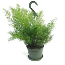 Load image into Gallery viewer, Fern, 6in HB, Sprengeri