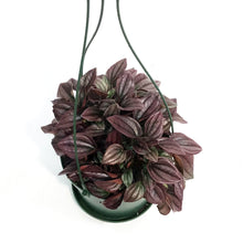 Load image into Gallery viewer, Peperomia, 6in HB, Cayenne