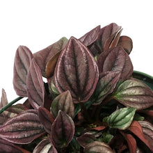 Load image into Gallery viewer, Peperomia, 6in HB, Cayenne