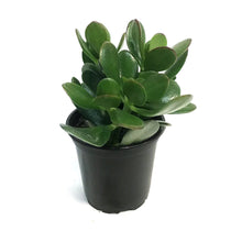 Load image into Gallery viewer, Succulent, 4in, Crassula Jade