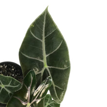 Load image into Gallery viewer, Alocasia, 4in, Purple Vein