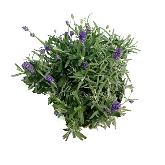 Lavender, 6in, English