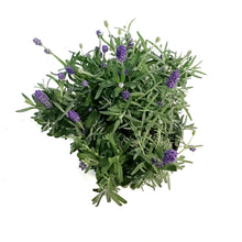 Load image into Gallery viewer, Lavender, 6in, English