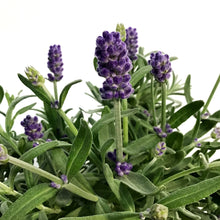 Load image into Gallery viewer, Lavender, 6in, English