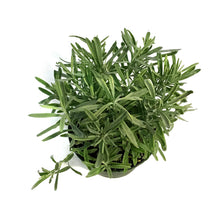 Load image into Gallery viewer, Lavender, 6in, English, Platinum Blonde