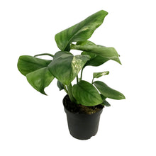 Load image into Gallery viewer, Monstera, 4in, Lechleriana