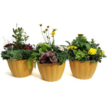 Load image into Gallery viewer, Planter, 25cm, Jolly Pumpkin Mix