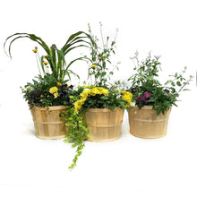 Load image into Gallery viewer, Planter, 28cm, Apple Basket Mix