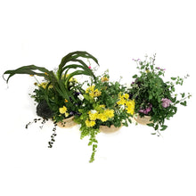 Load image into Gallery viewer, Planter, 28cm, Apple Basket Mix