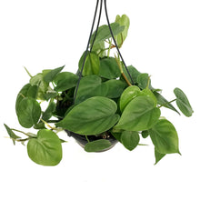 Load image into Gallery viewer, Philodendron, 7in HB, Heart Leaf