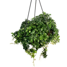 Load image into Gallery viewer, Sugar Vine, 7in, Hanging Basket