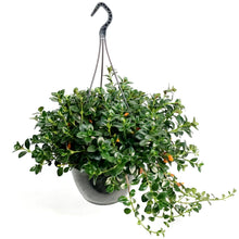 Load image into Gallery viewer, Goldfish Plant, 9in HB