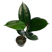 Load image into Gallery viewer, Ficus, 4in, Sofia