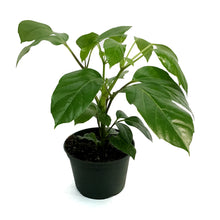 Load image into Gallery viewer, Schefflera, 6in, Alpine