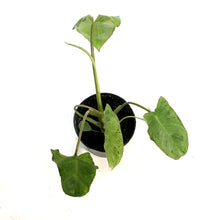 Load image into Gallery viewer, Philodendron, 4in, Paraiso Verde Variegated