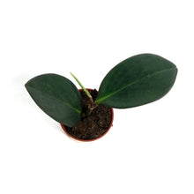 Load image into Gallery viewer, Peperomia, 4in, Red Edge