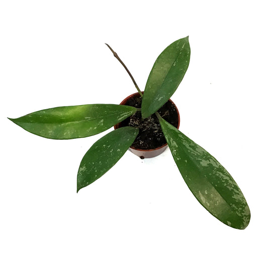 Hoya, 2.5in, Pubicalyx Splash