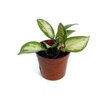 Load image into Gallery viewer, Hoya, 2.5in, Tricolour